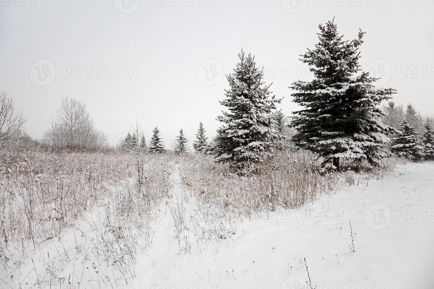 bomen in de winter foto