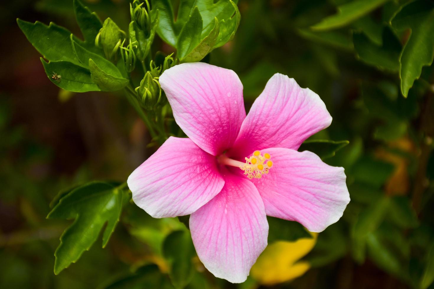 roze hibiscusbloemen bloeien en hun bloembladen foto