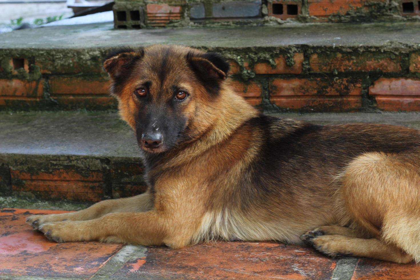 de hond ligt in de tuin foto