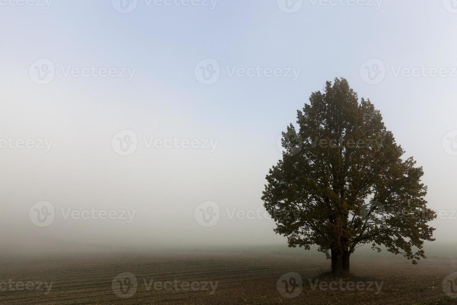 bomen in de herfst foto