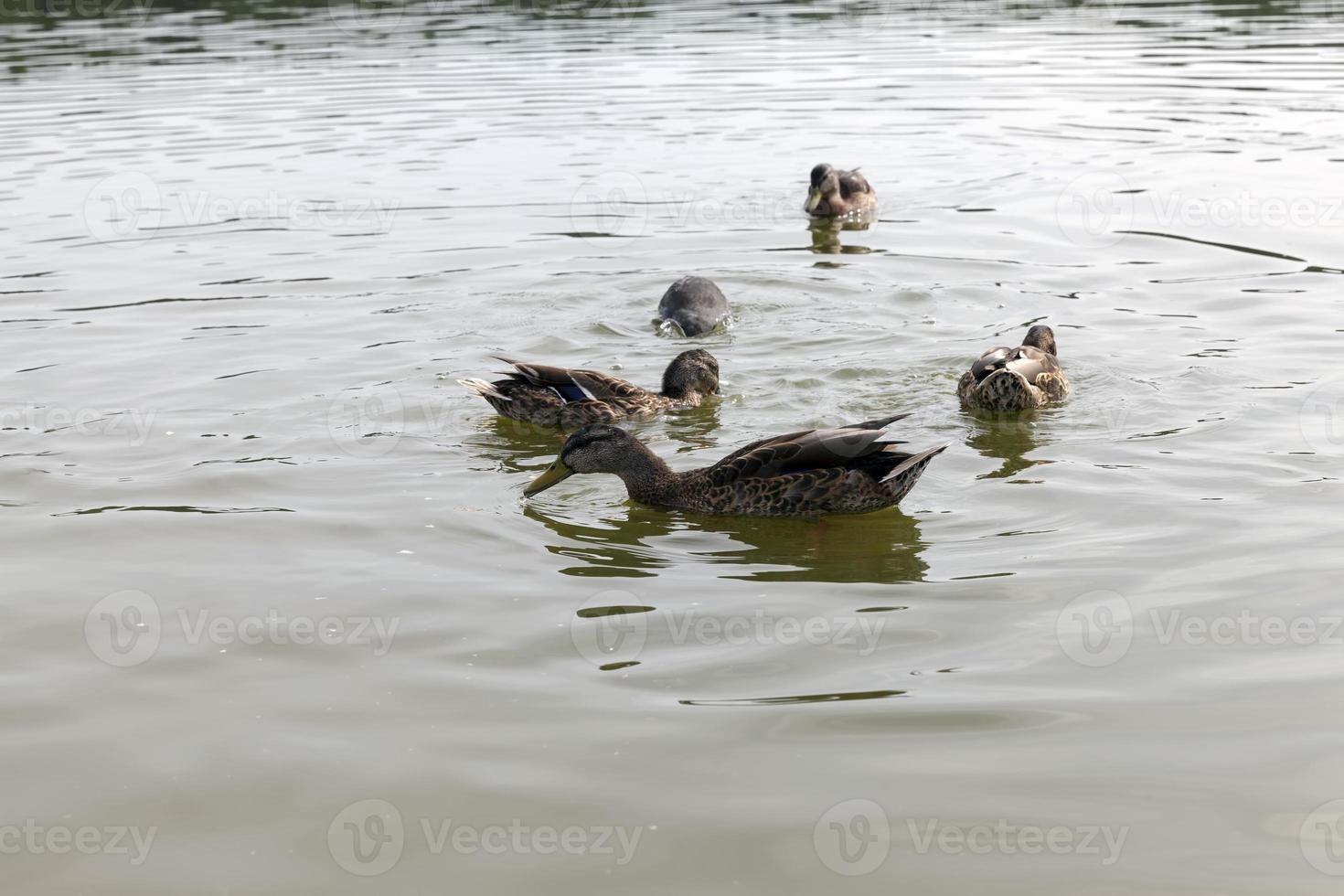 wilde eenden in de natuurlijke omgeving foto