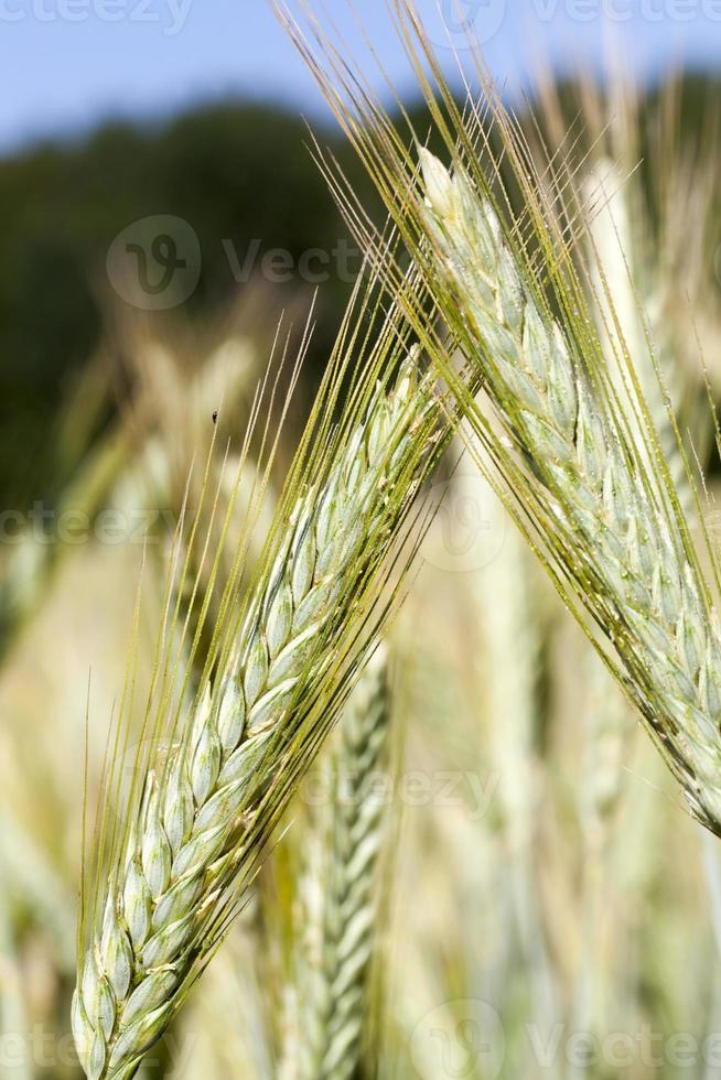 aartjes van tarwe foto