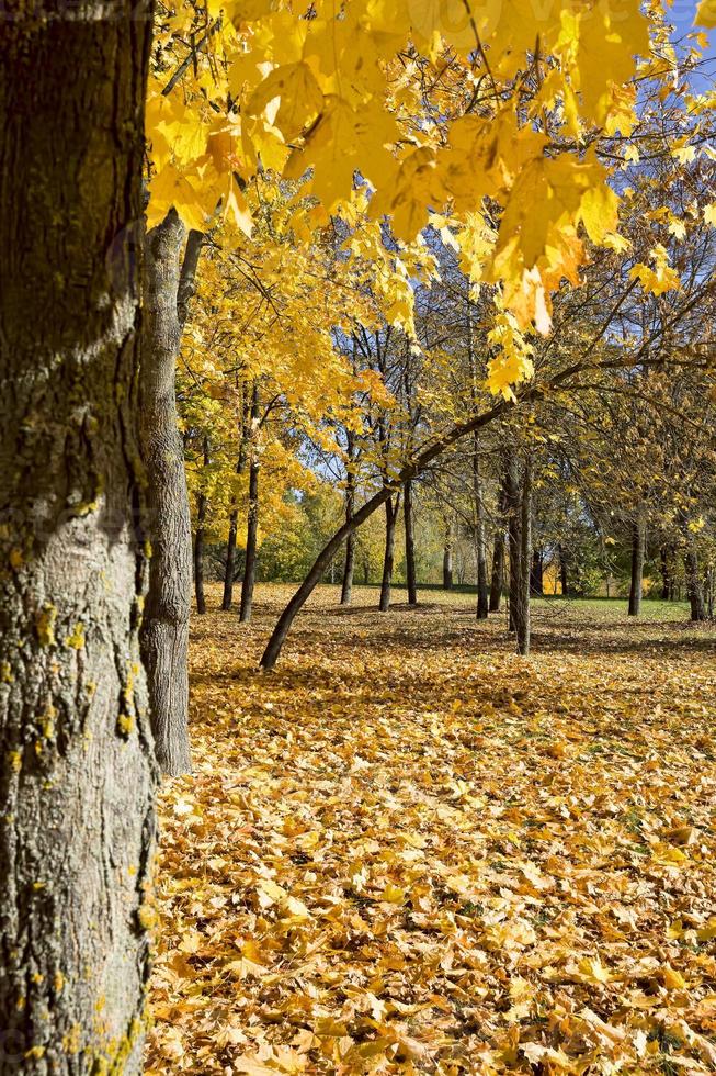 vergeelde bomen, park foto