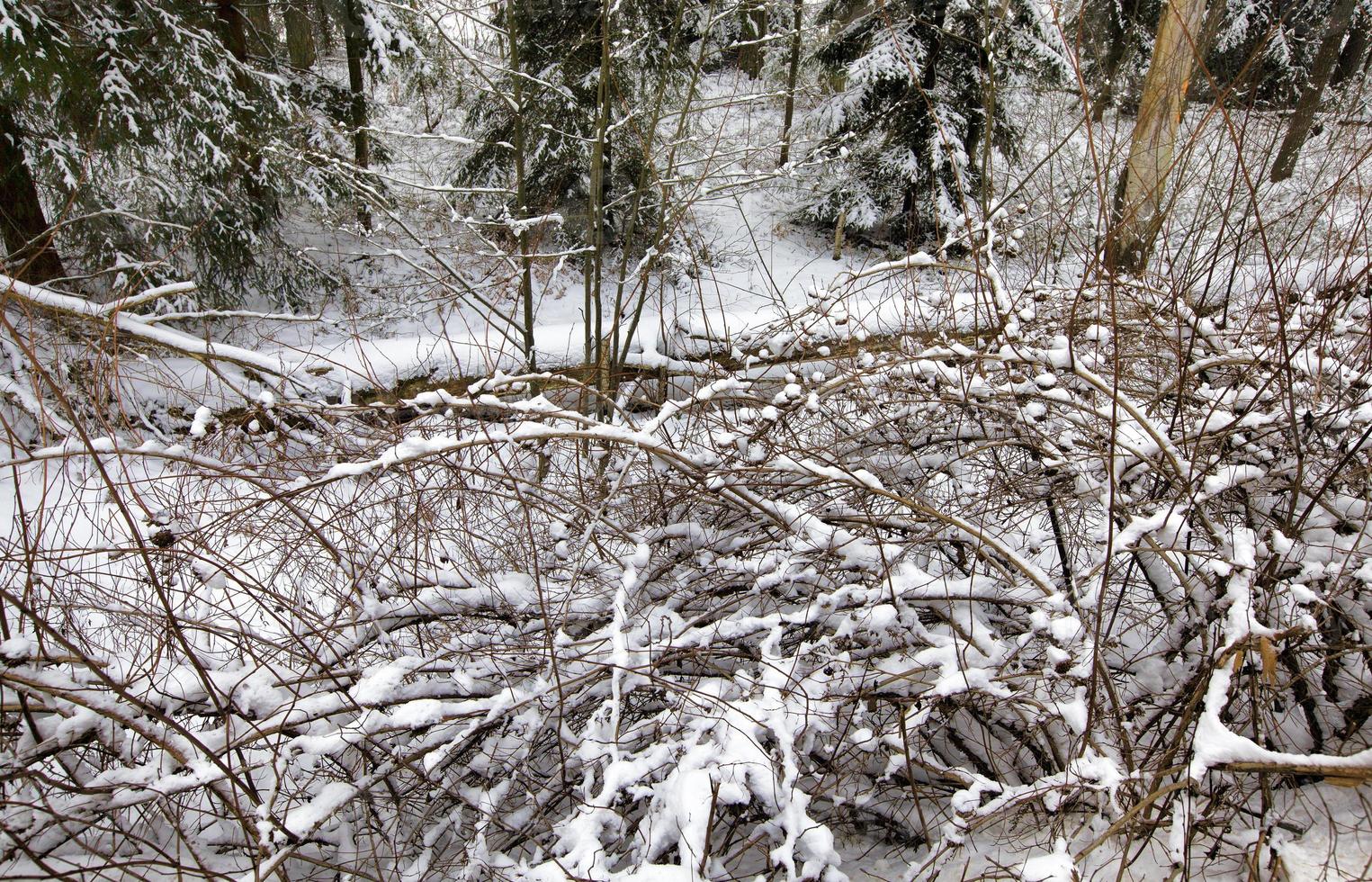 besneeuwde pijnbomen foto