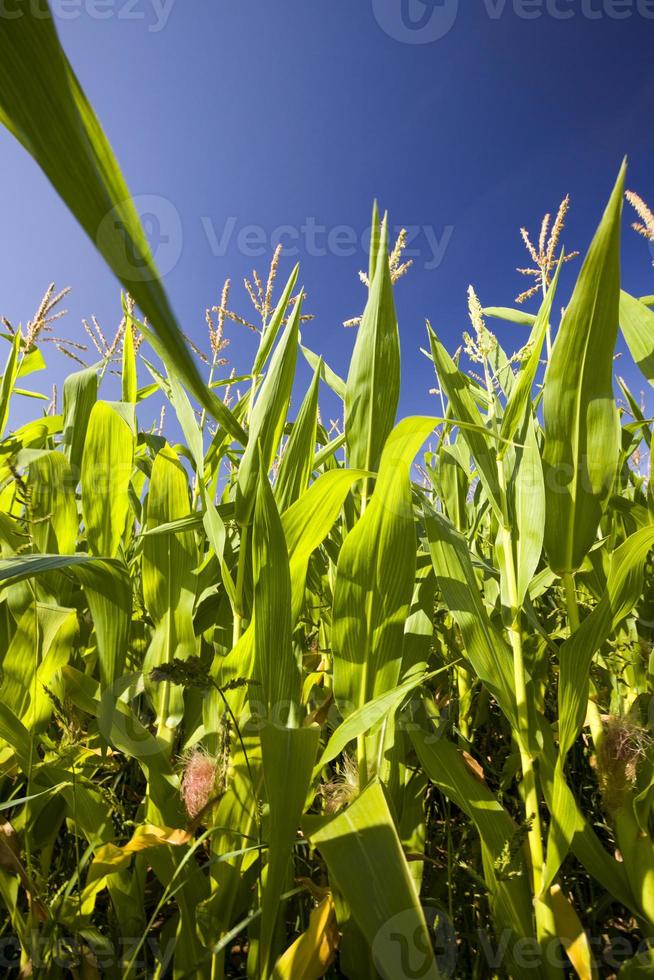 groene maïs, close-up foto