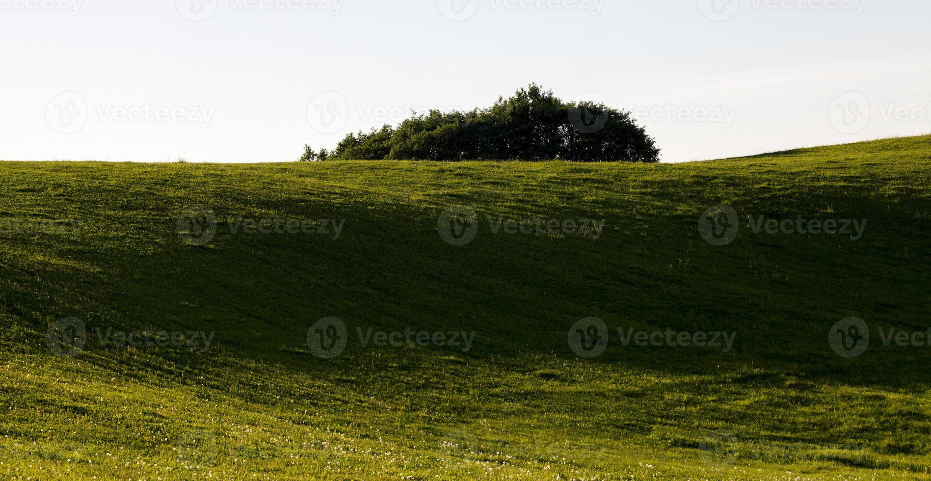 groen gras in de zomer foto