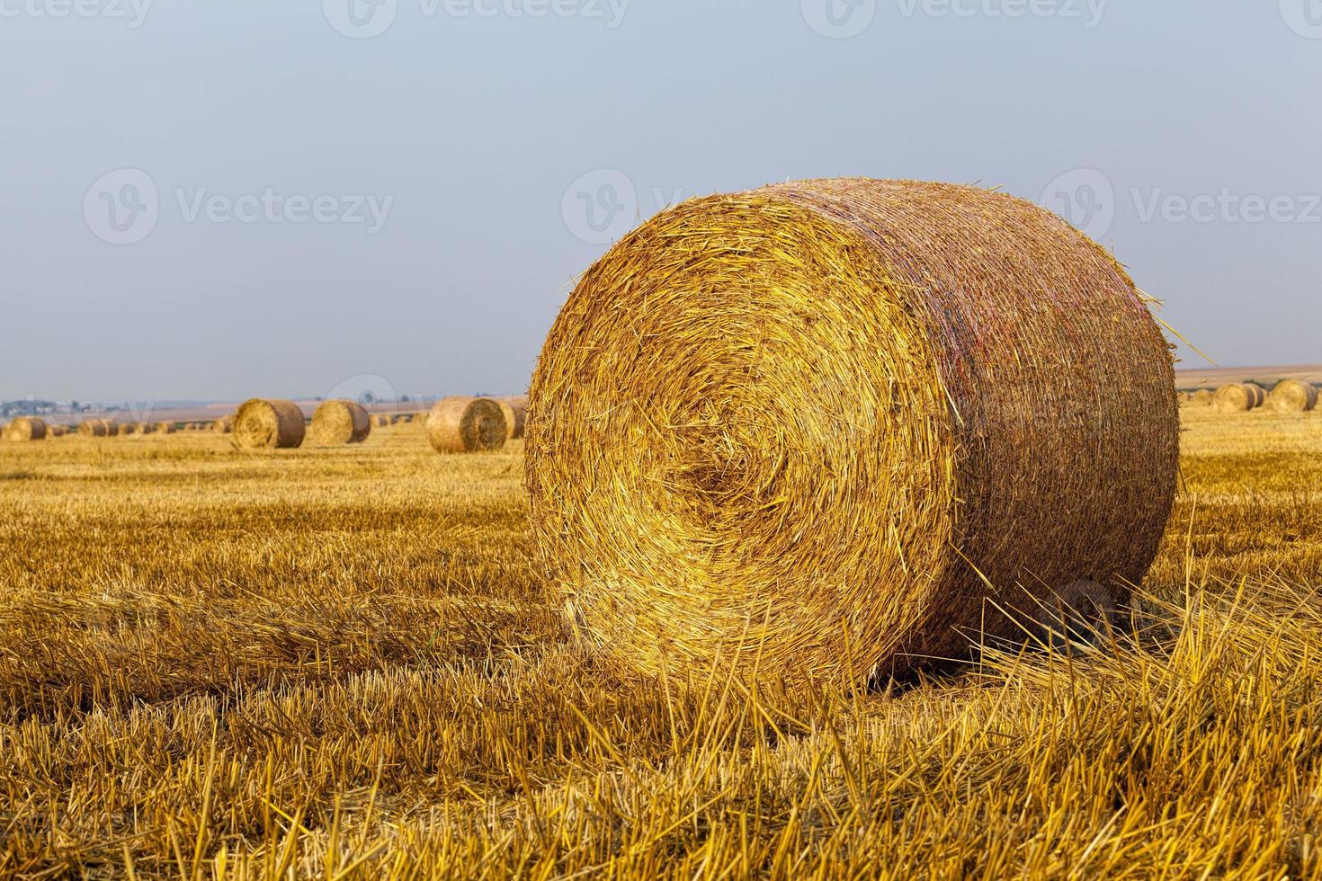 landbouwveld met strostapels foto