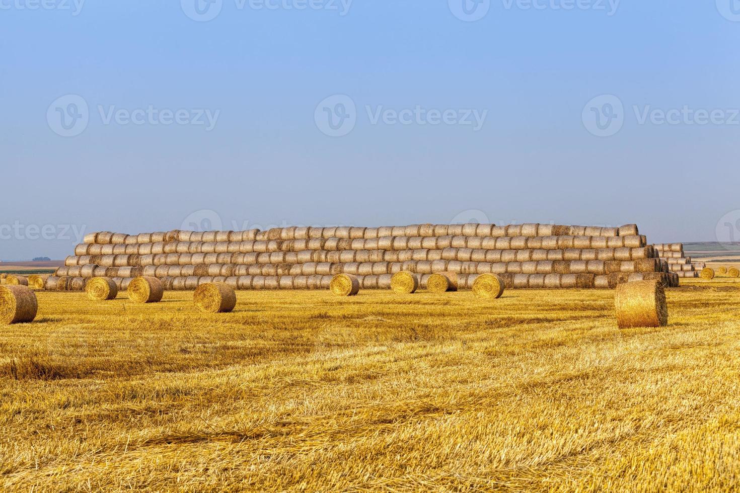 landbouwveld met strostapels foto