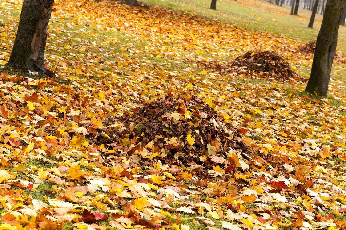 herfst bomen. Wit-Rusland foto