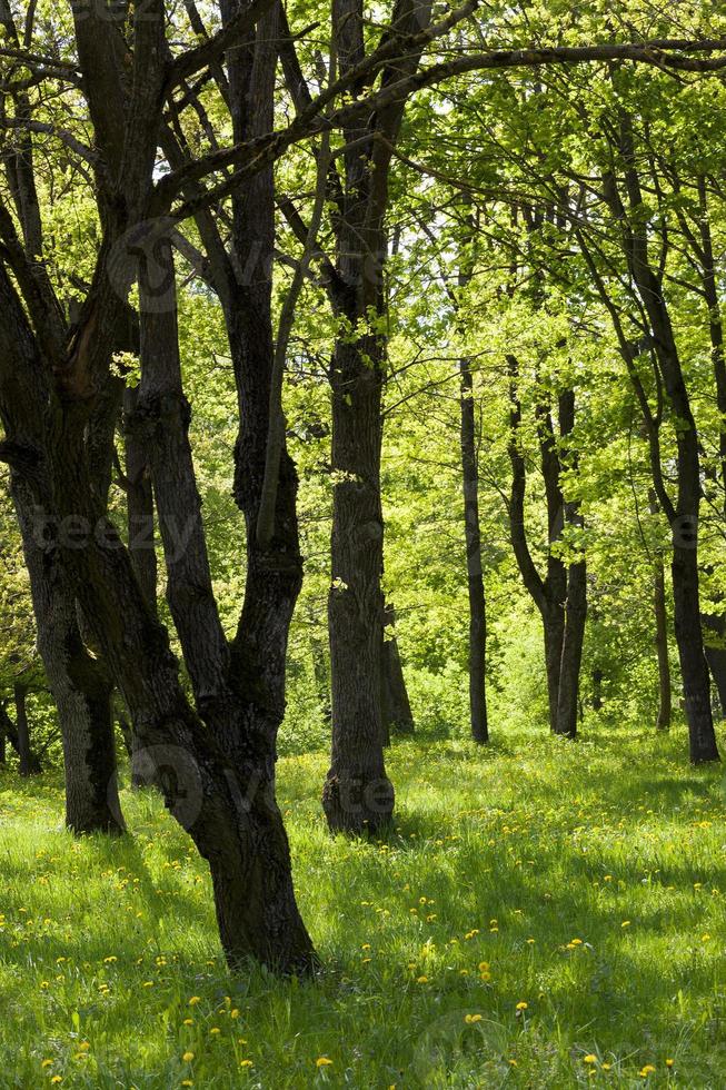 bomen in de zomer foto