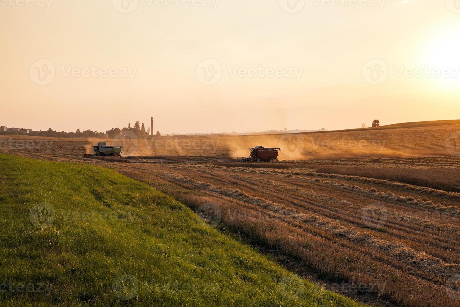 graan oogst. zonsondergang foto