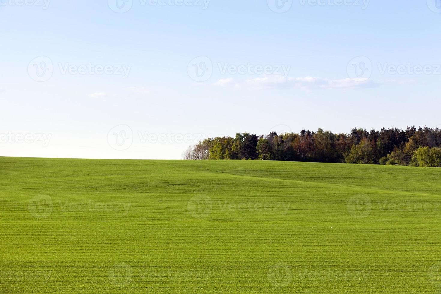 groen veld en bos foto