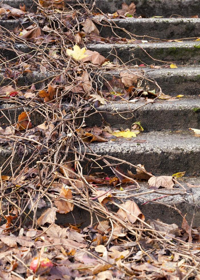 oude betonnen trap foto