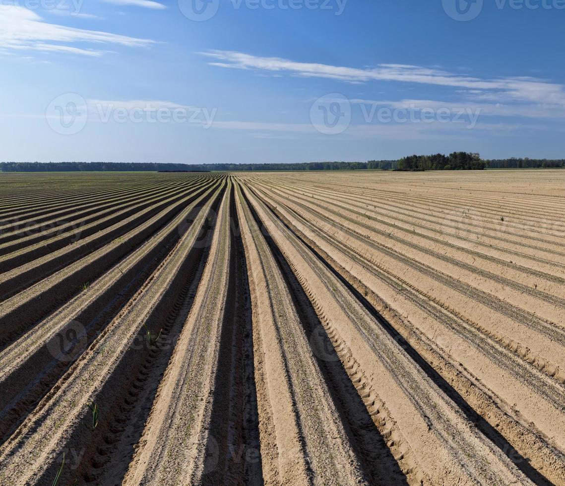 landbouwvelden met voren foto