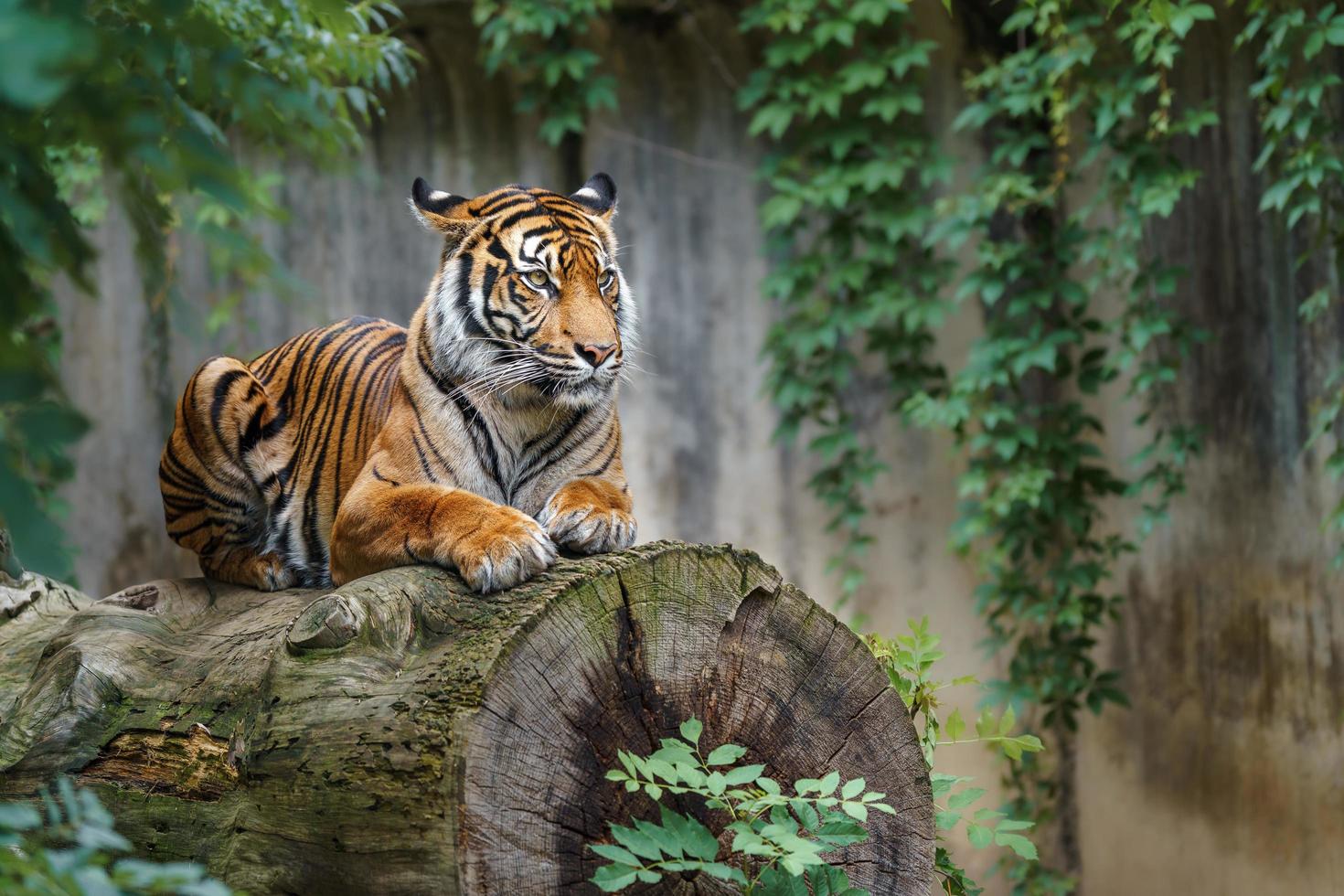 sumatraanse tijger op log foto
