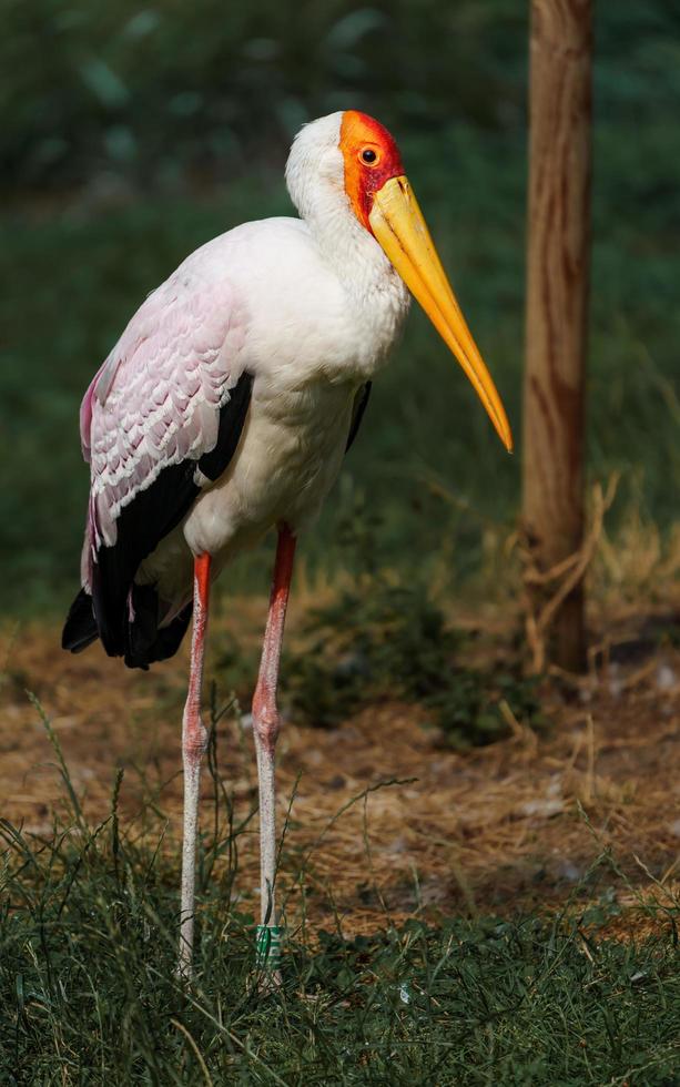 geel gefactureerde ooievaar foto