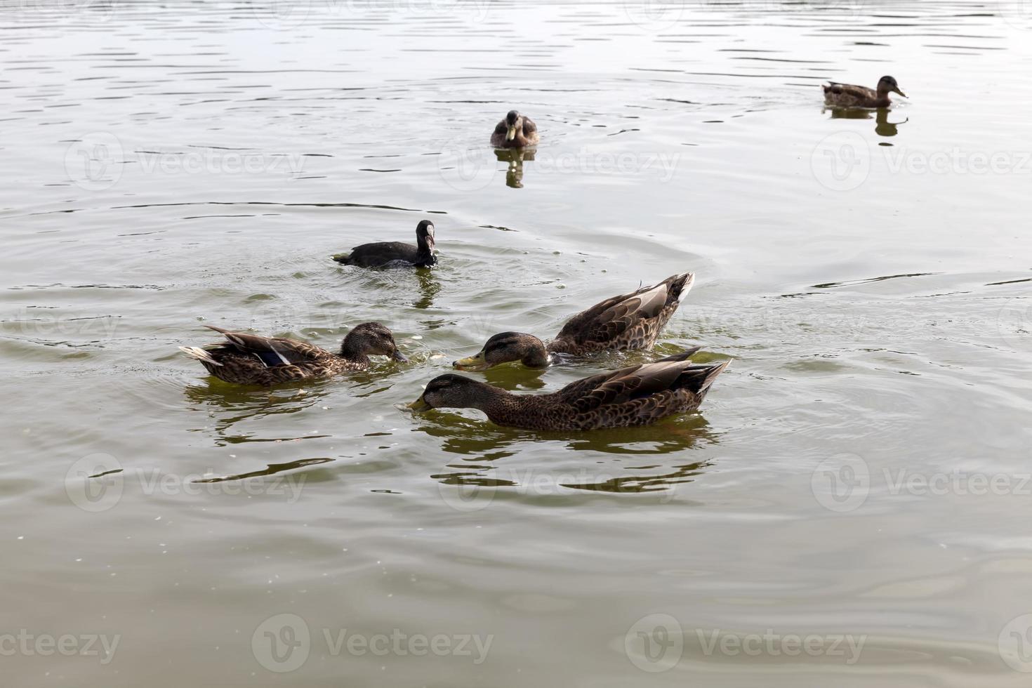 wilde natuur met watervogeleenden foto