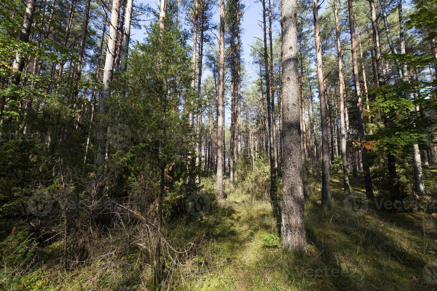 gemengd bos in het herfstseizoen foto