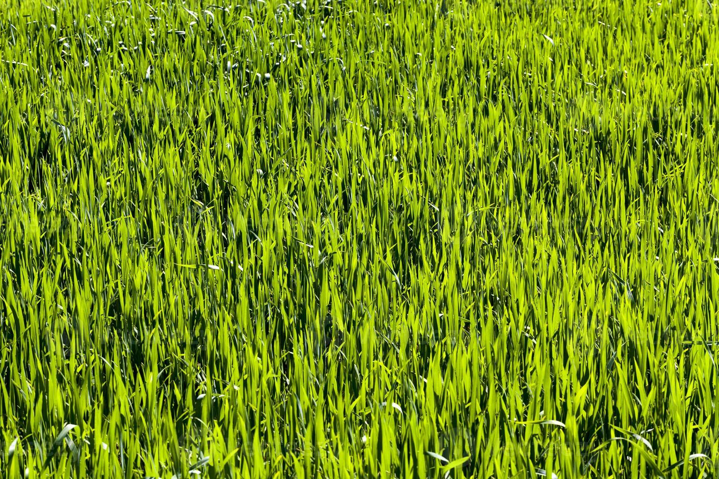 groen gras in een landbouwgebied foto