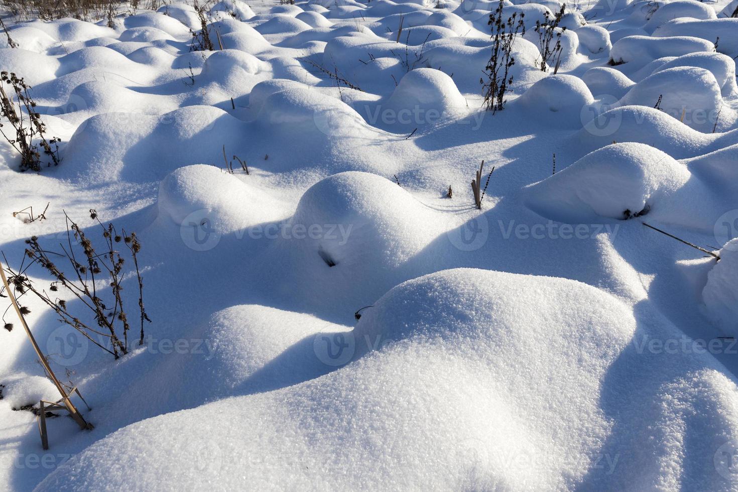 gras in grote stuwen na sneeuwval en sneeuwstormen, de winter foto