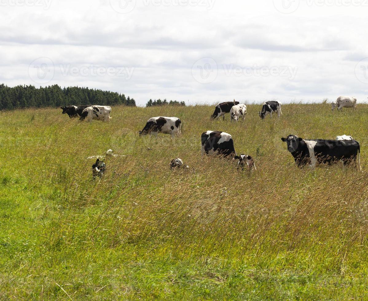 grazende zwart-witte koeien foto