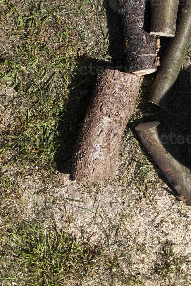 stammen van loofbomen foto