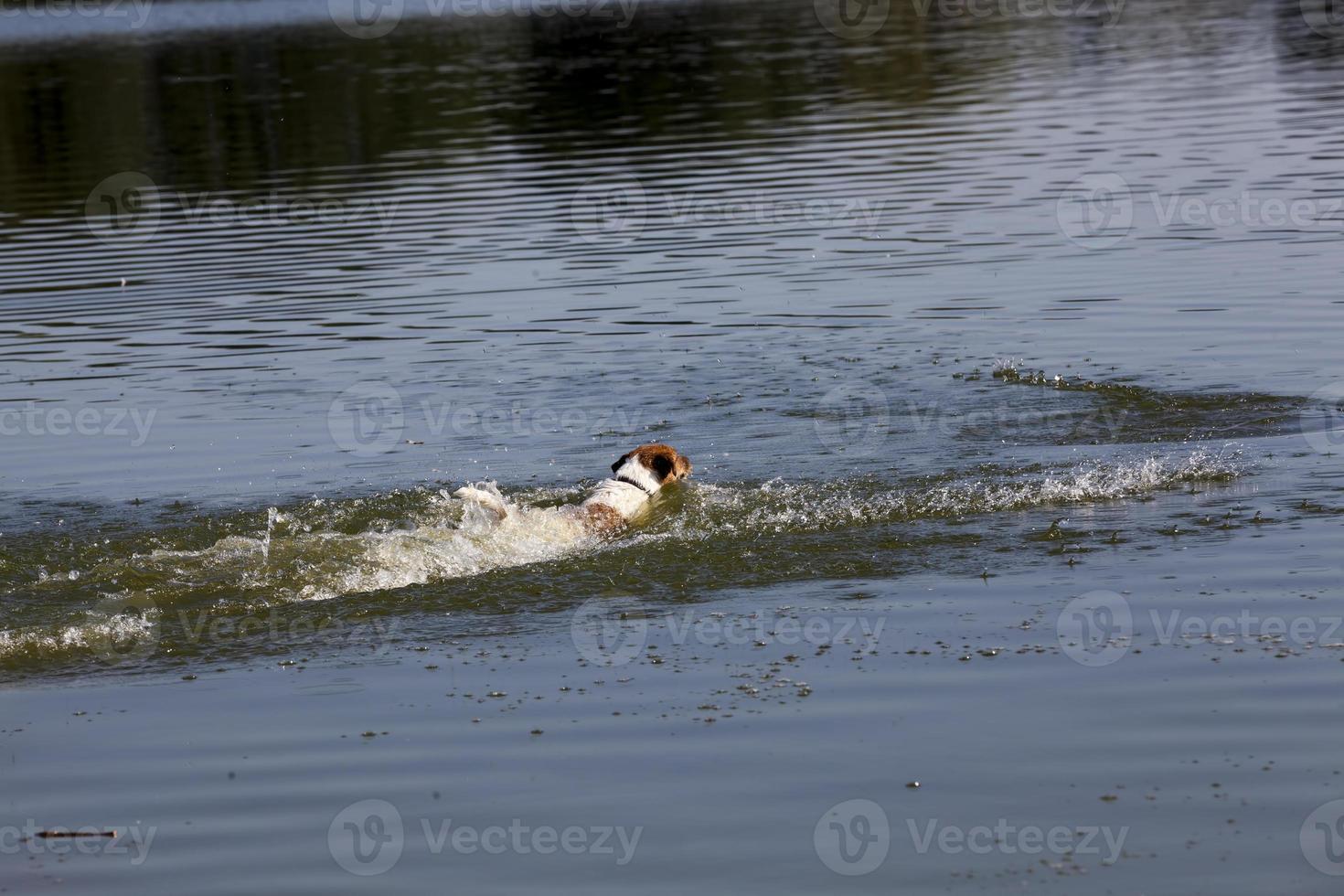 een hond die in het water zwemt foto