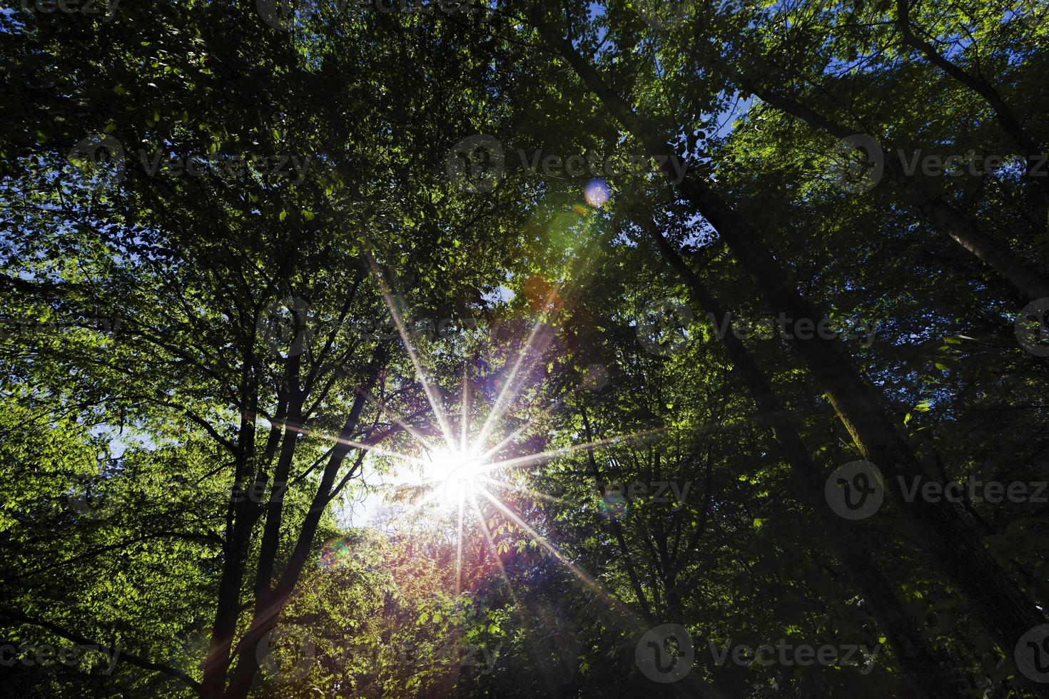 gebladerte van de bomen wordt verlicht door fel zonlicht foto