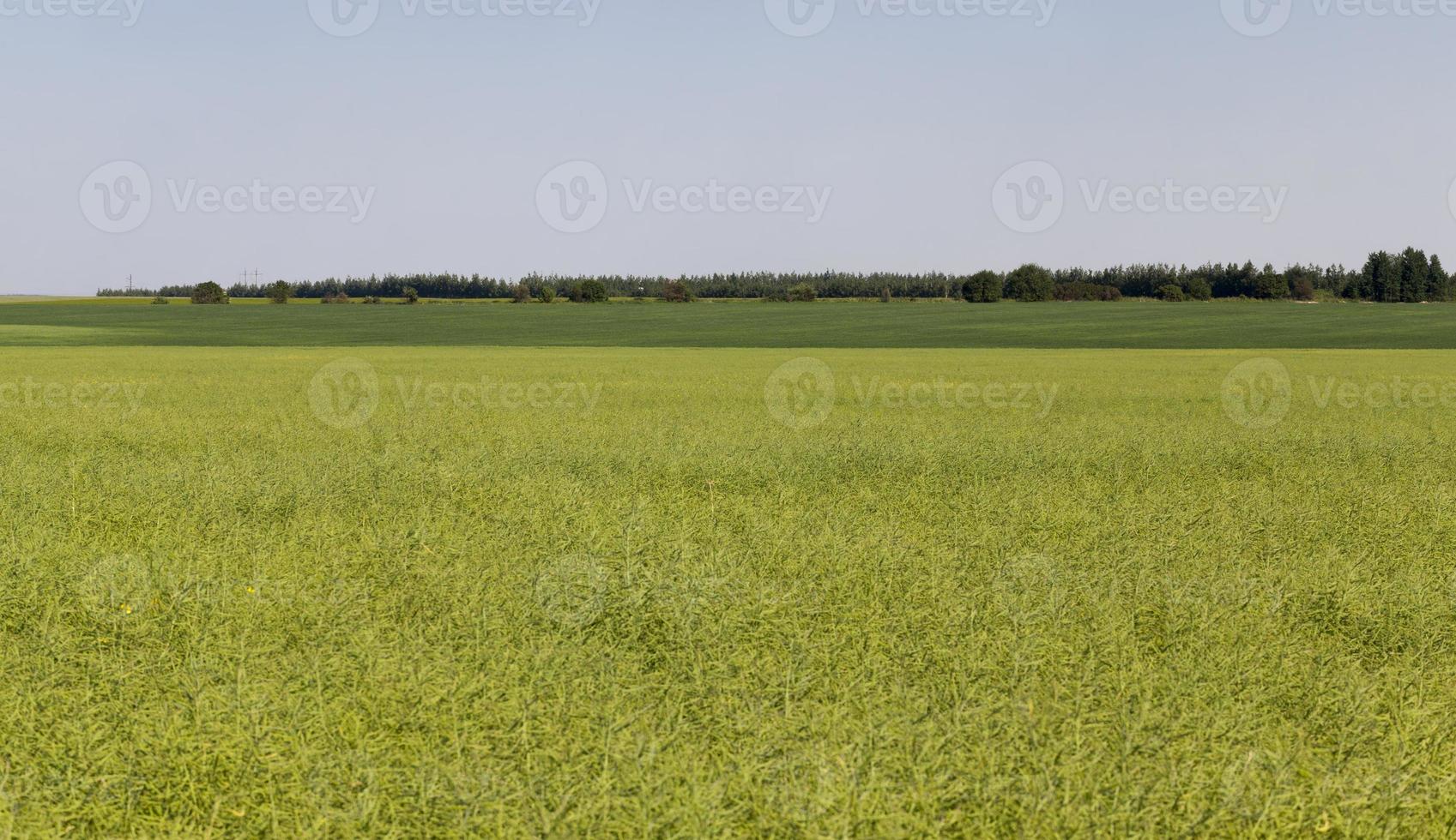 landbouwveld met vervaagd koolzaad foto