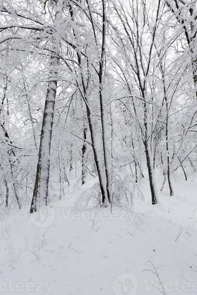 volledig bedekt met sneeuw loofbomen in de winter foto