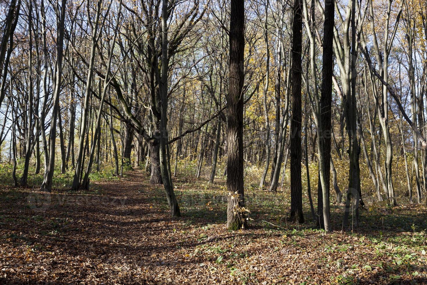 loofbomen in het herfstseizoen tijdens bladval foto