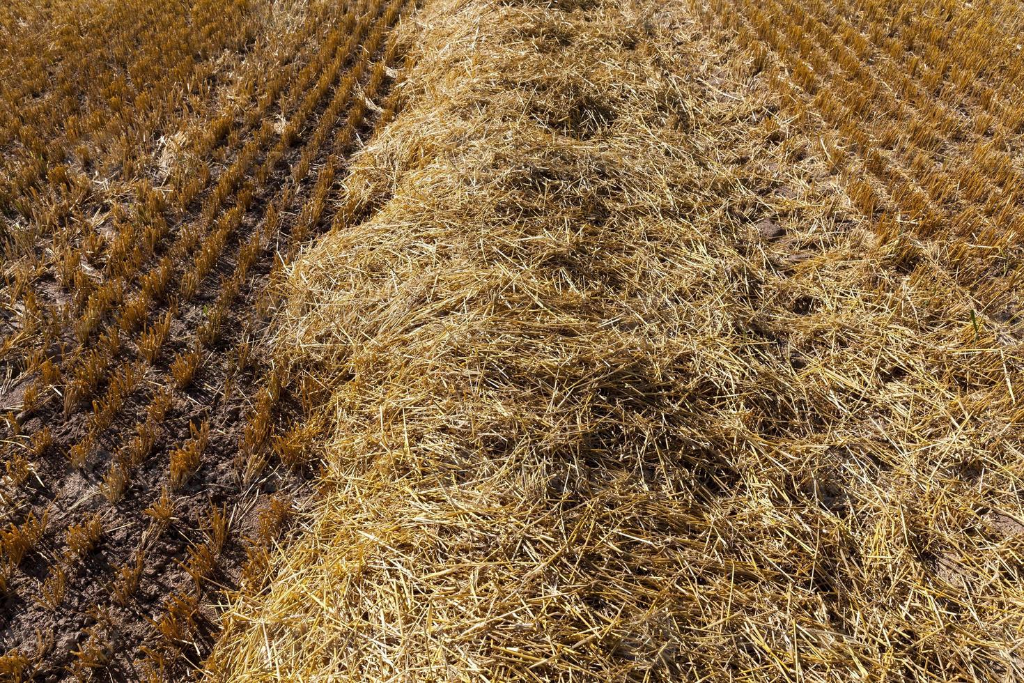 landbouwveld met stekelig stro van tarwe foto
