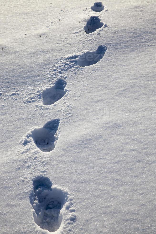 het winterseizoen in de natuur foto