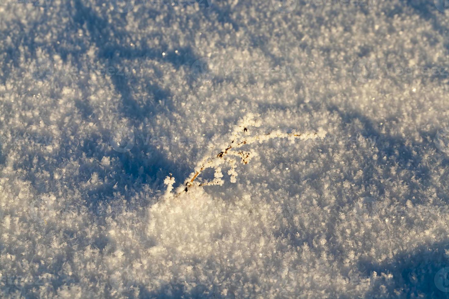 sneeuw bedekt de grond en bomen, plant in de winter foto