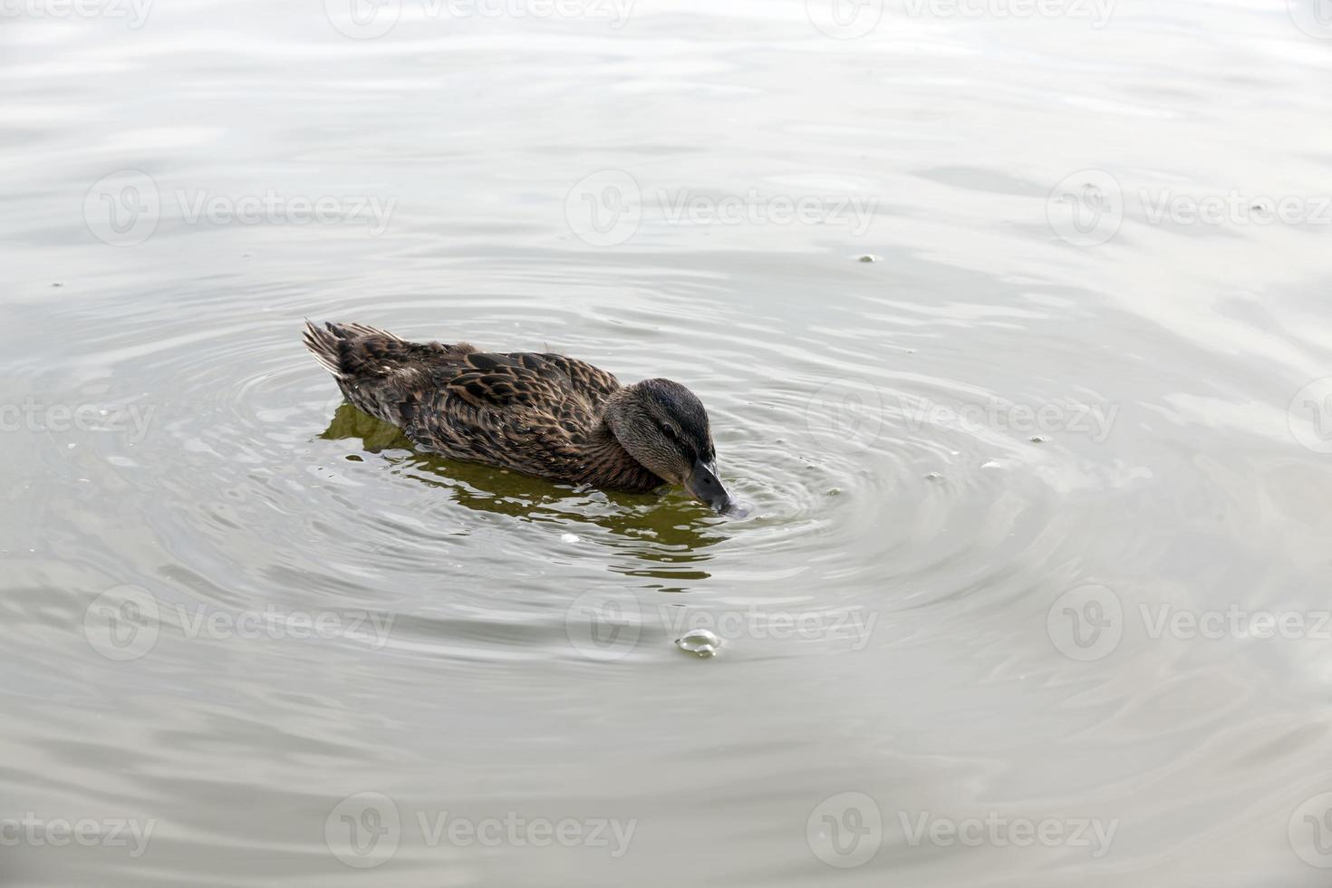 wilde watervogels op het grondgebied van meren foto