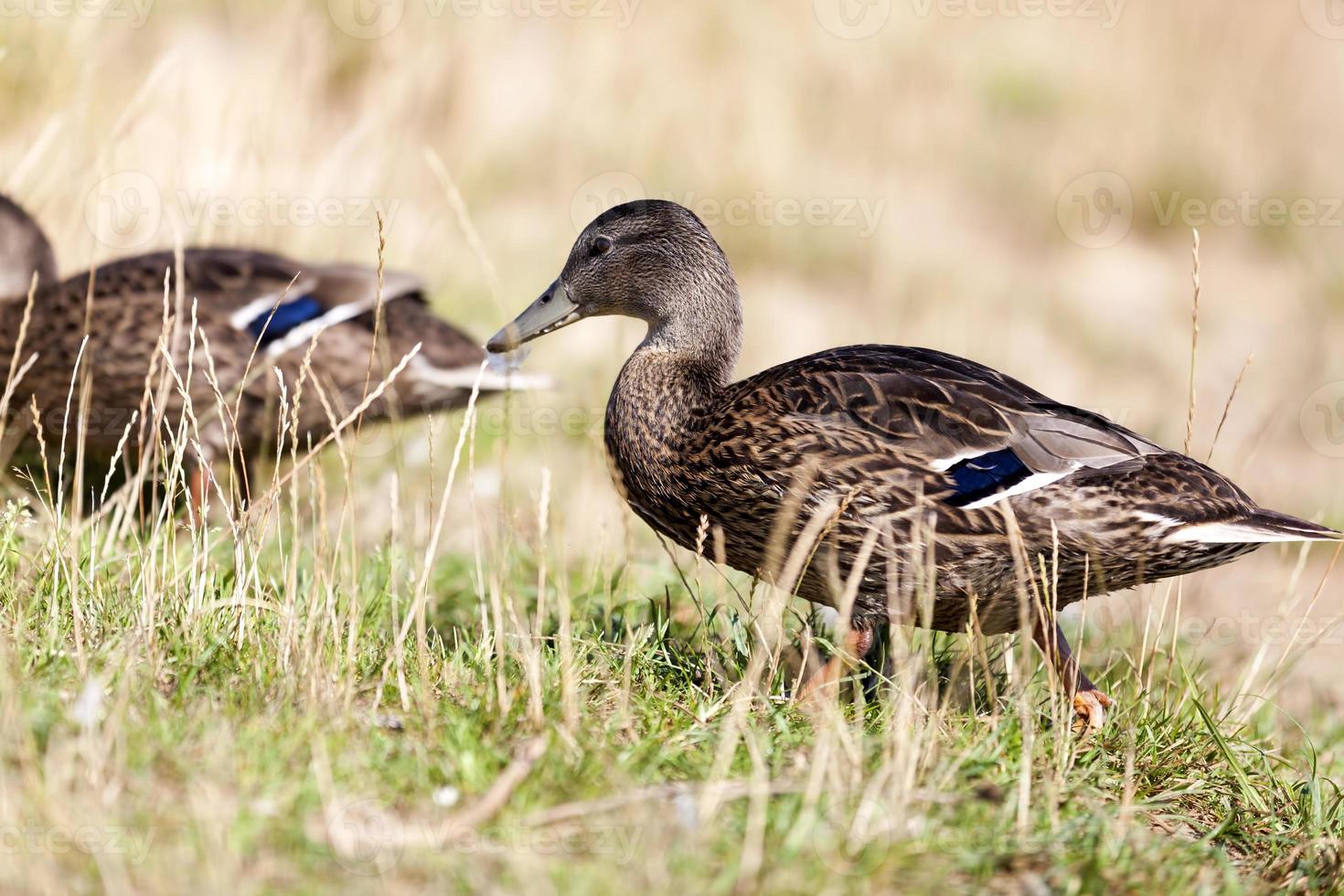 wilde eenden in de natuur in de zomer of lente, de eenden foto