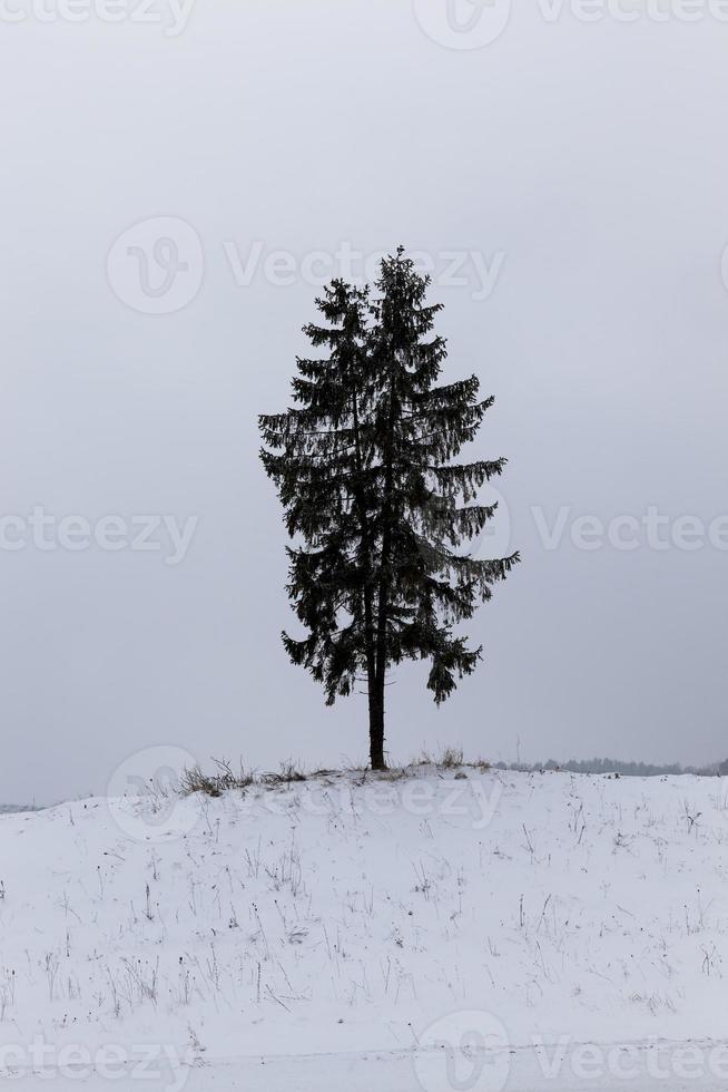 een eenzame boom groeit in een woestijngebied, de boom is lang foto