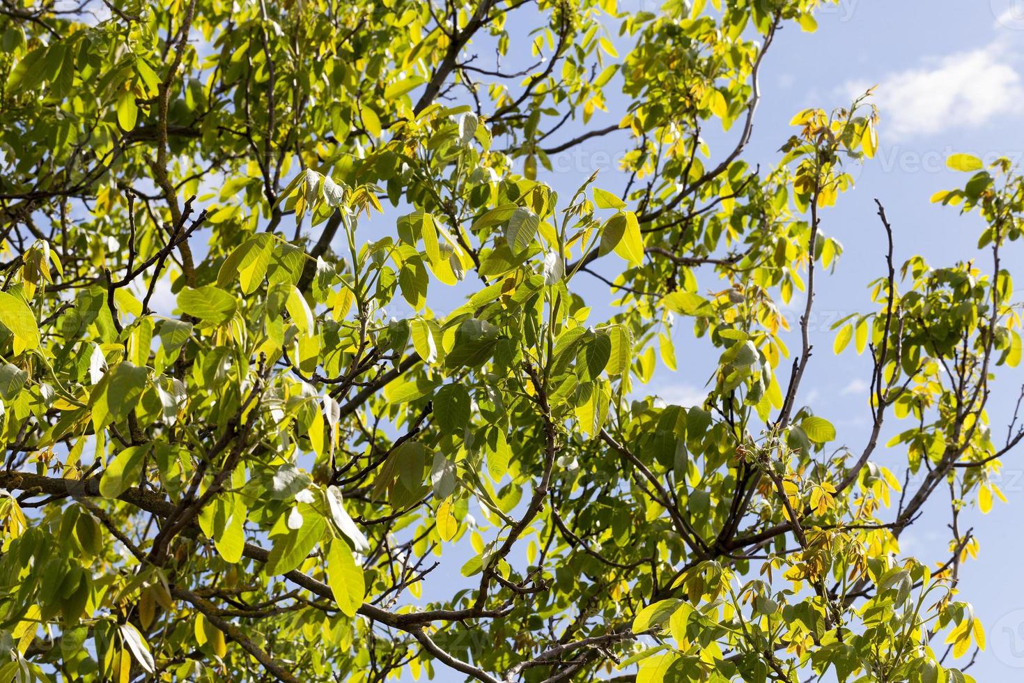 walnotenboom bladeren foto