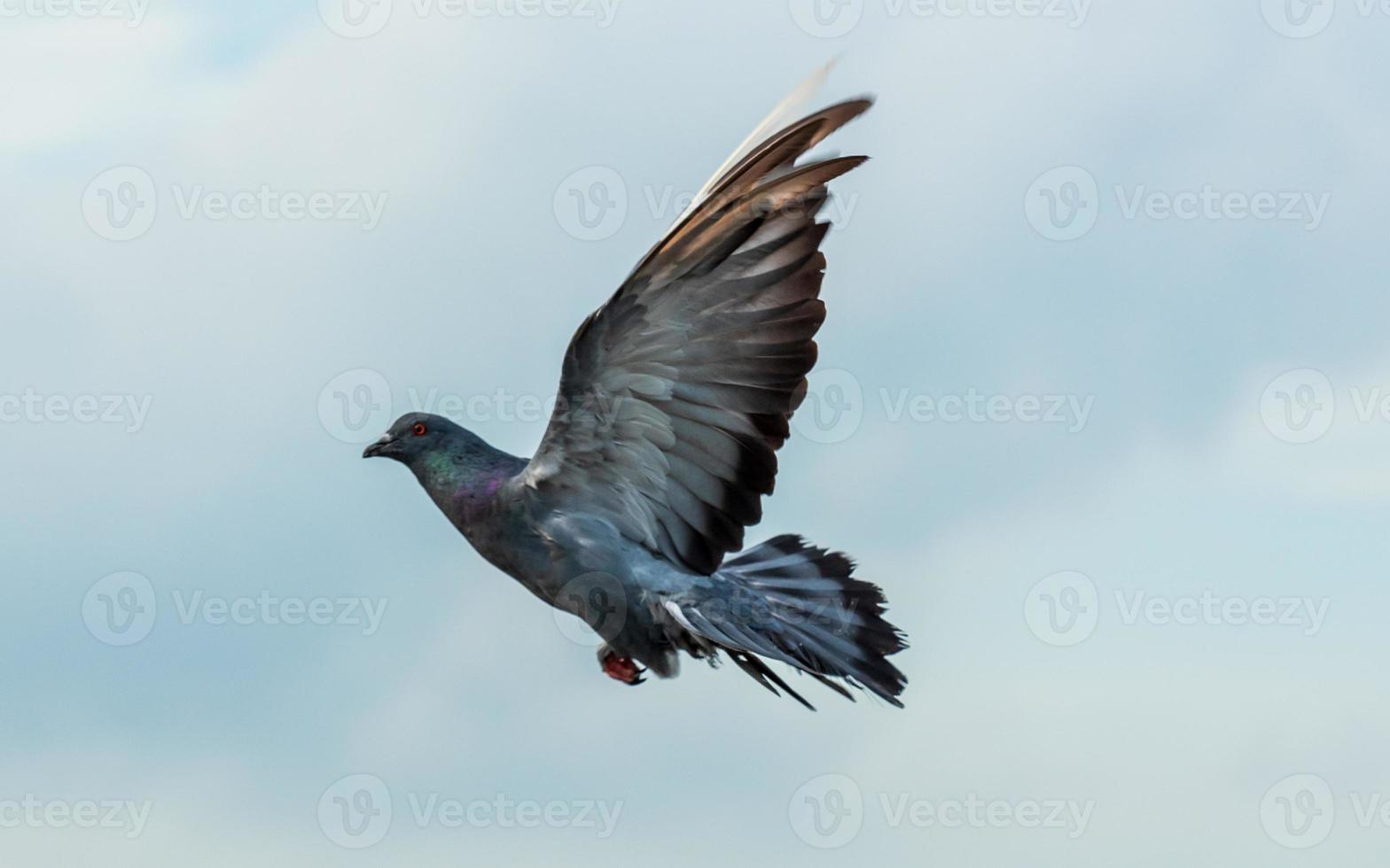 duif die in de blauwe lucht vliegt foto