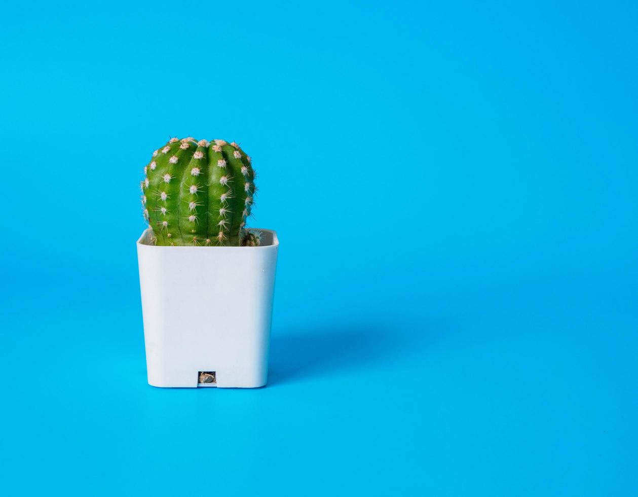 kleine groene cactus in een witte pot. binnen de kamer blauwe achtergrond. afbeeldingen zien er fris en helder uit, geschikt voor het decoreren van huizen, slaapkamers, bureaus, kantoren. foto