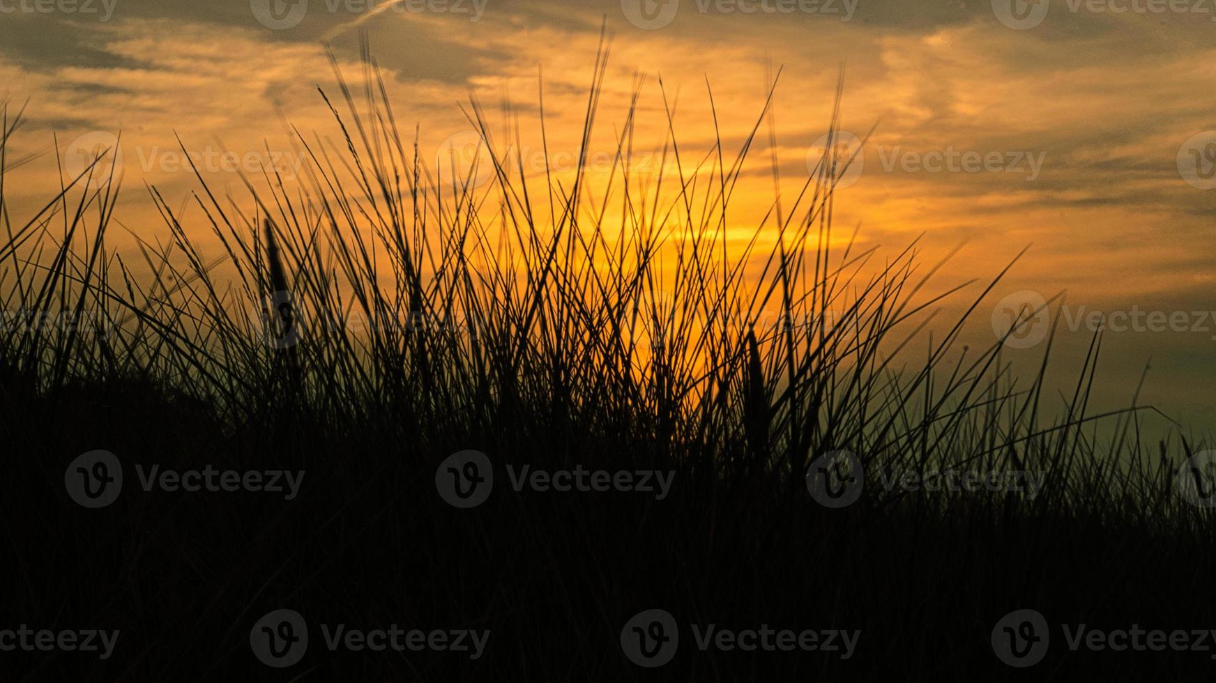 gras met zonsondergang gans lichte stemming in de wind foto