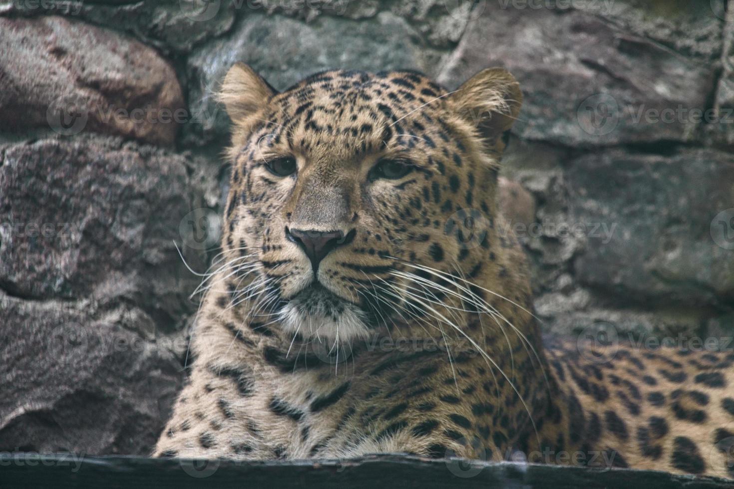 jaguar die achter gras ligt. gevlekte vacht. de grote kat is een roofdier. foto van een jager