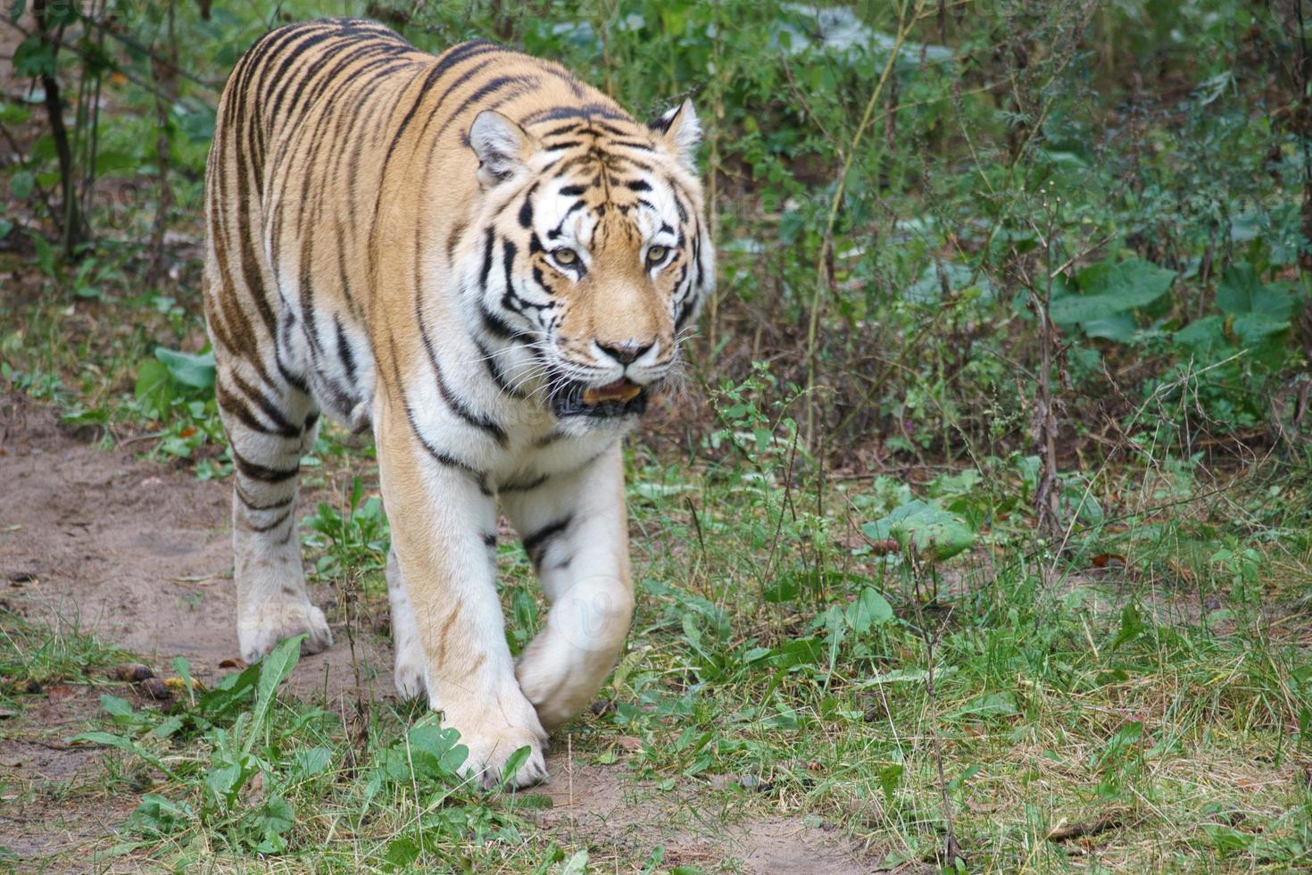 Siberische tijger. elegante grote kat. bedreigde roofdier. wit, zwart, oranje gestreept bont foto