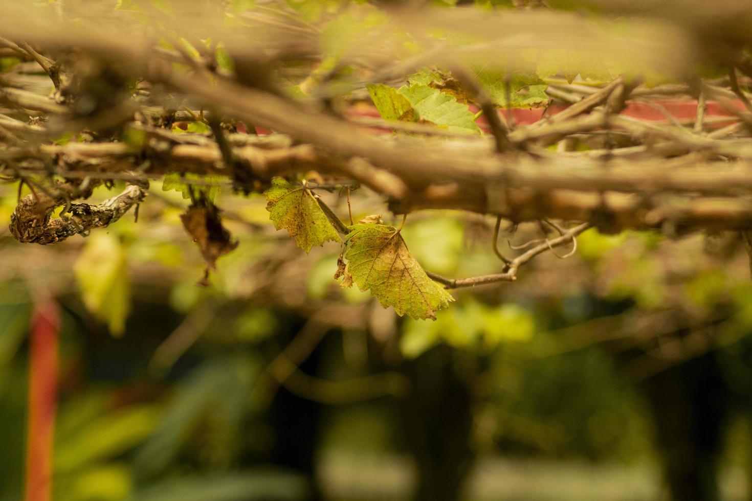 wijnstokboom varieert op ijzeren paal foto