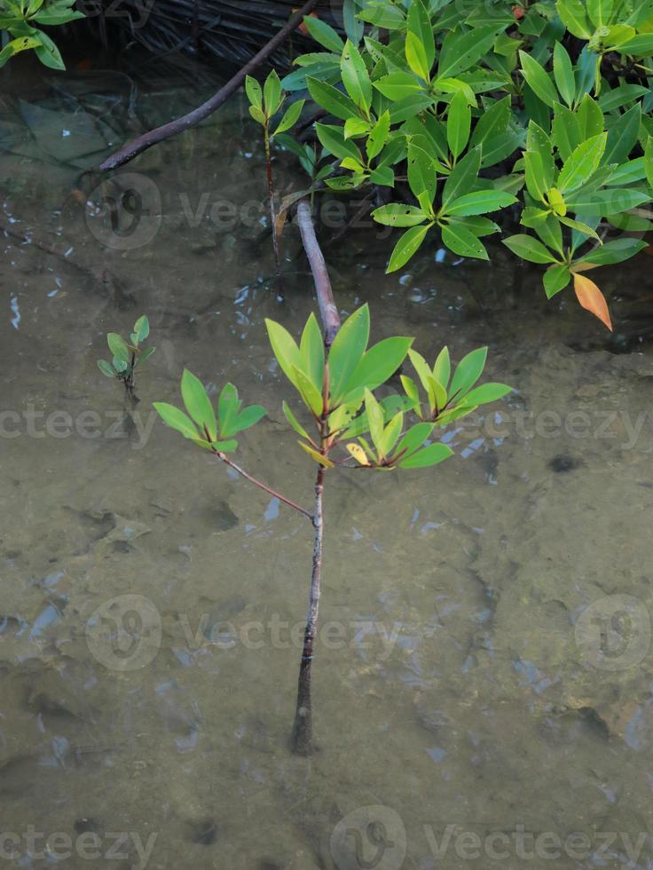 kleine mangroveboom foto