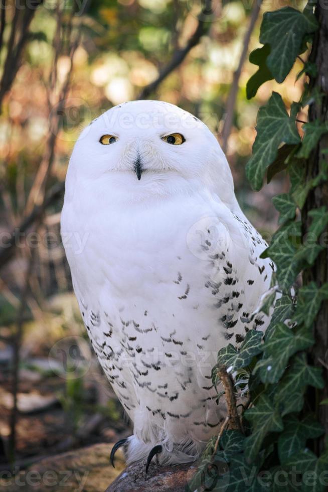 de uil is een roofvogel van de schemering en de nacht. komt ook voor in duitsland foto