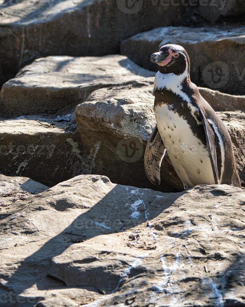 pinguïn uit de dierentuin van Berlijn foto