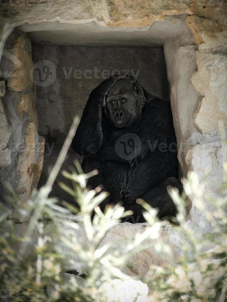 gorilla, zilveren rug. de plantenetende grote aap is indrukwekkend en sterk. foto