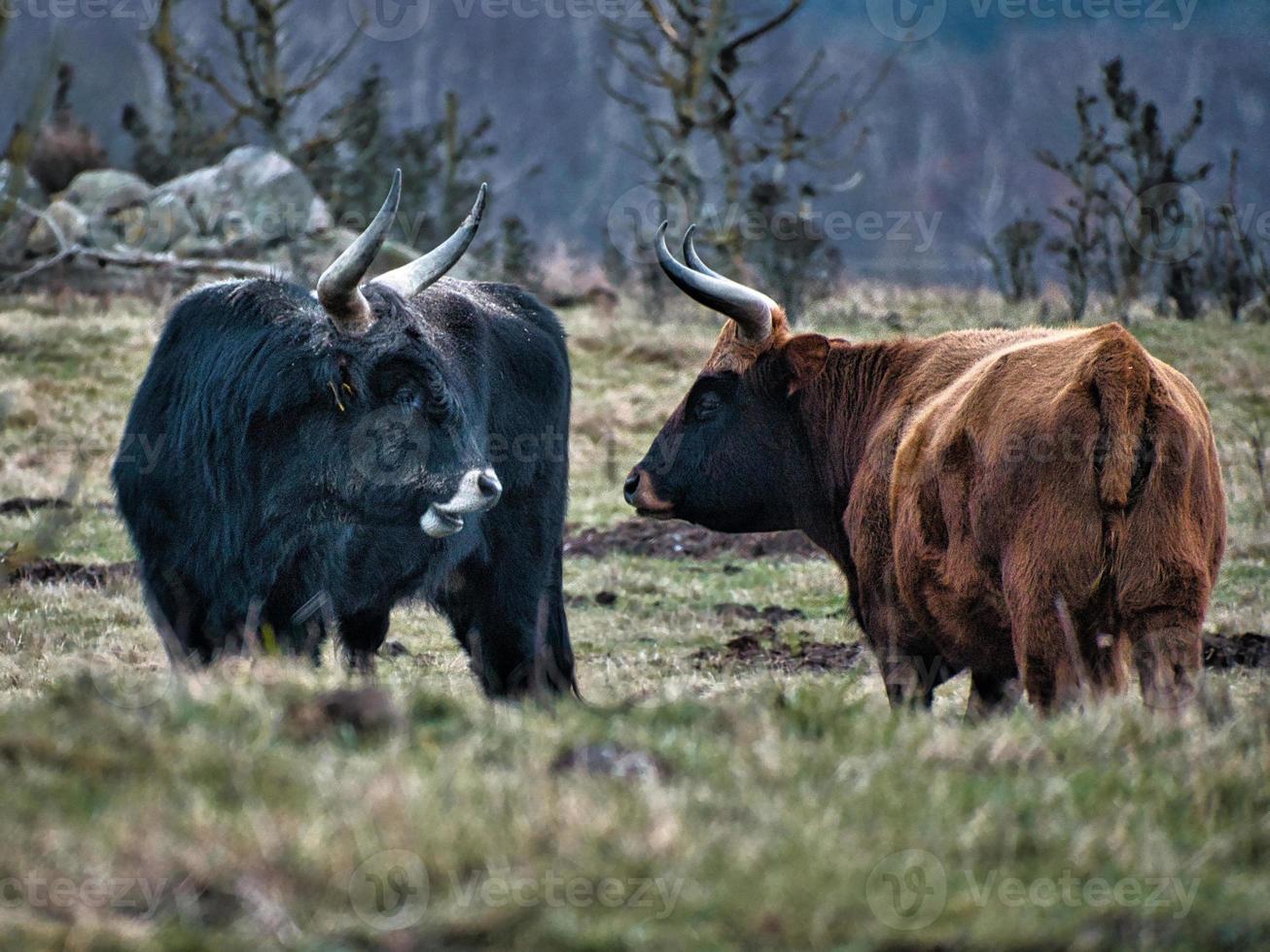 hooglandvee in een weiland. krachtige hoorns bruine vacht. landbouw en veeteelt foto