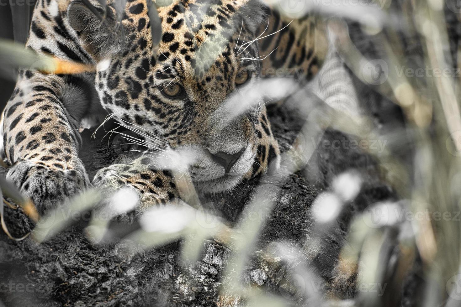 jaguar die achter gras ligt. gevlekte vacht, gecamoufleerd op de loer. de grote kat is een roofdier. foto